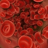 globules rouges du sang